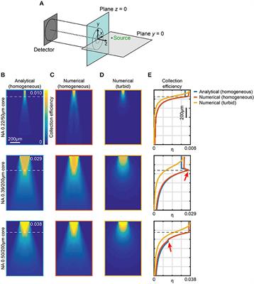 The Three-Dimensional Signal Collection Field for Fiber Photometry in Brain Tissue